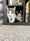 adoptable Cat in , MN named Colie / Castor