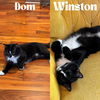 adoptable Cat in , MN named Dom / Winston