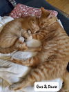 adoptable Cat in , MN named Fred / Gus / Dave