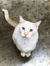 adoptable Cat in  named Little Bitt FELV+
