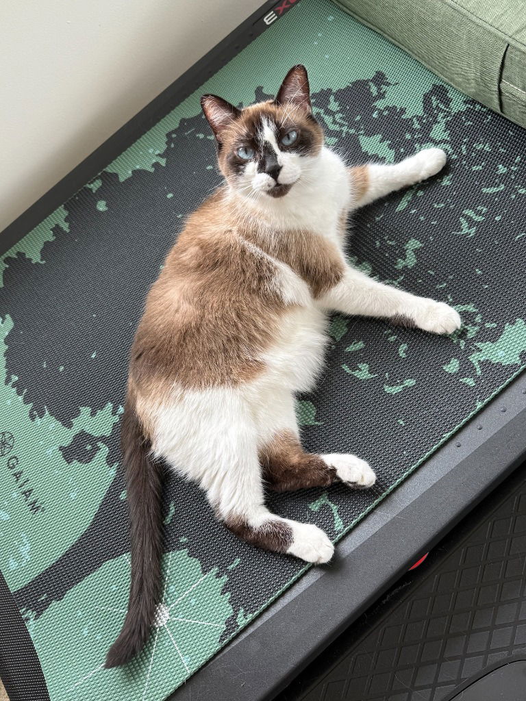 adoptable Cat in Saint Paul, MN named Moka