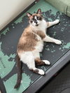 adoptable Cat in  named Moka