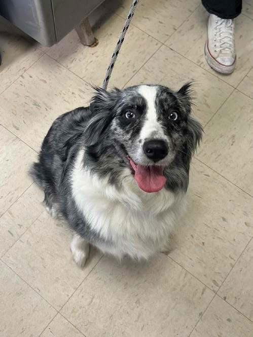 adoptable Dog in Saint Paul, MN named Lilo