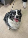 adoptable Dog in  named Lilo
