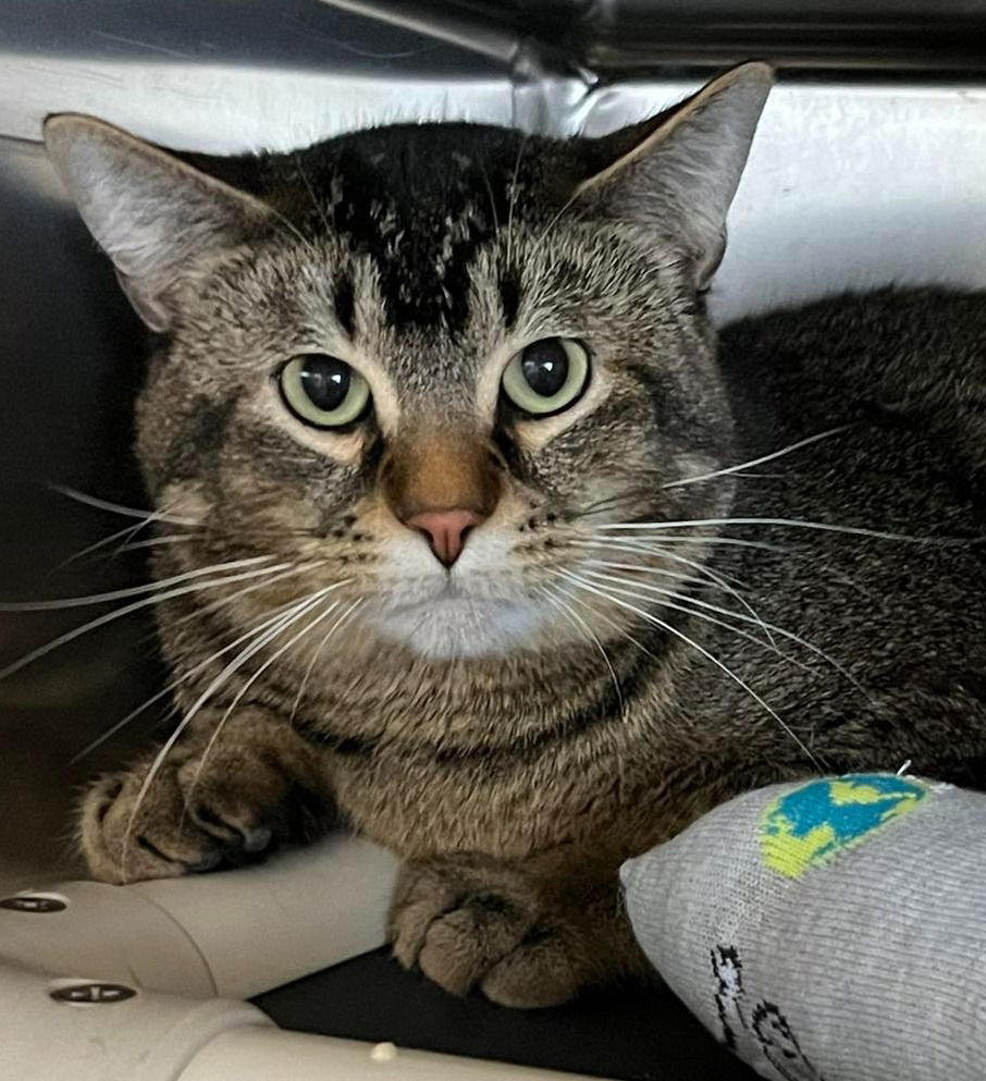 adoptable Cat in Saint Paul, MN named Arnold