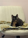 adoptable Cat in , MN named BG (Baby Girl)
