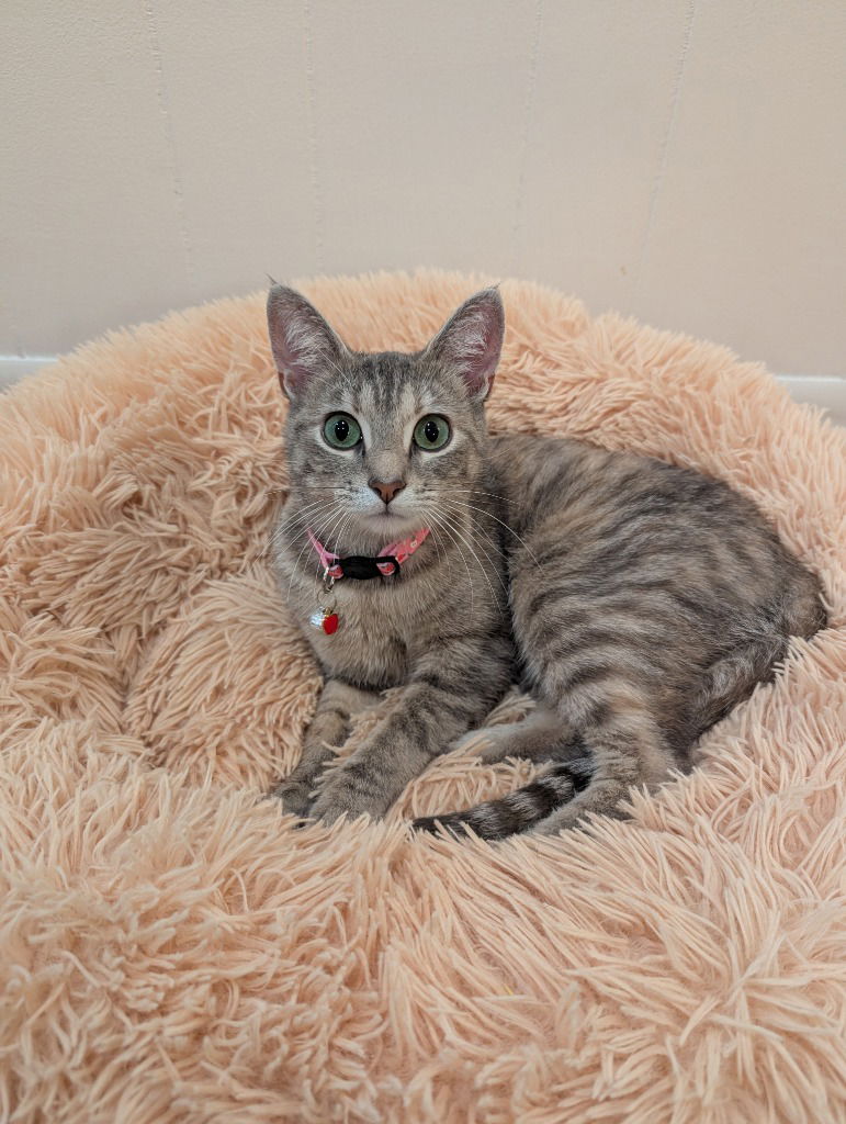 adoptable Cat in Saint Paul, MN named Mosquito - No Longer Accepting Applications