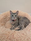 adoptable Cat in , MN named Mosquito