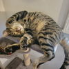 adoptable Cat in , MN named Raccoon