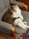 adoptable Cat in , MN named Tigger / Blondie