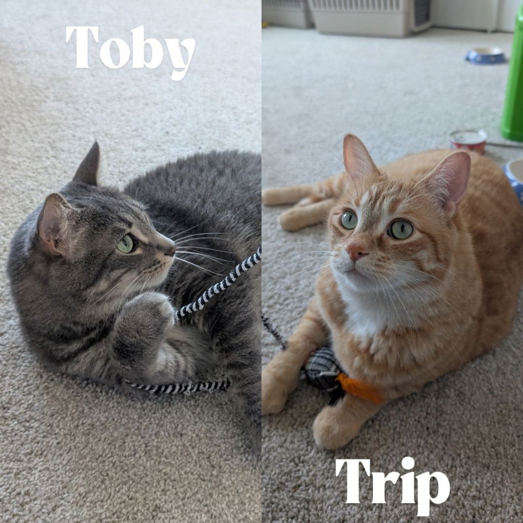 adoptable Cat in Saint Paul, MN named Toby / Trip