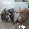 adoptable Cat in , MN named Toby / Trip