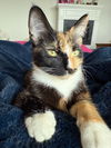 adoptable Cat in , MN named Wynonna