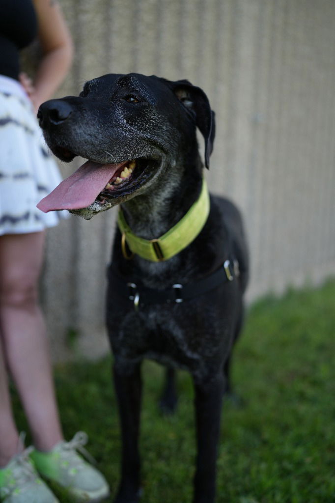 adoptable Dog in Saint Paul, MN named Alice