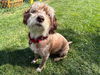 adoptable Dog in , MN named Maisey
