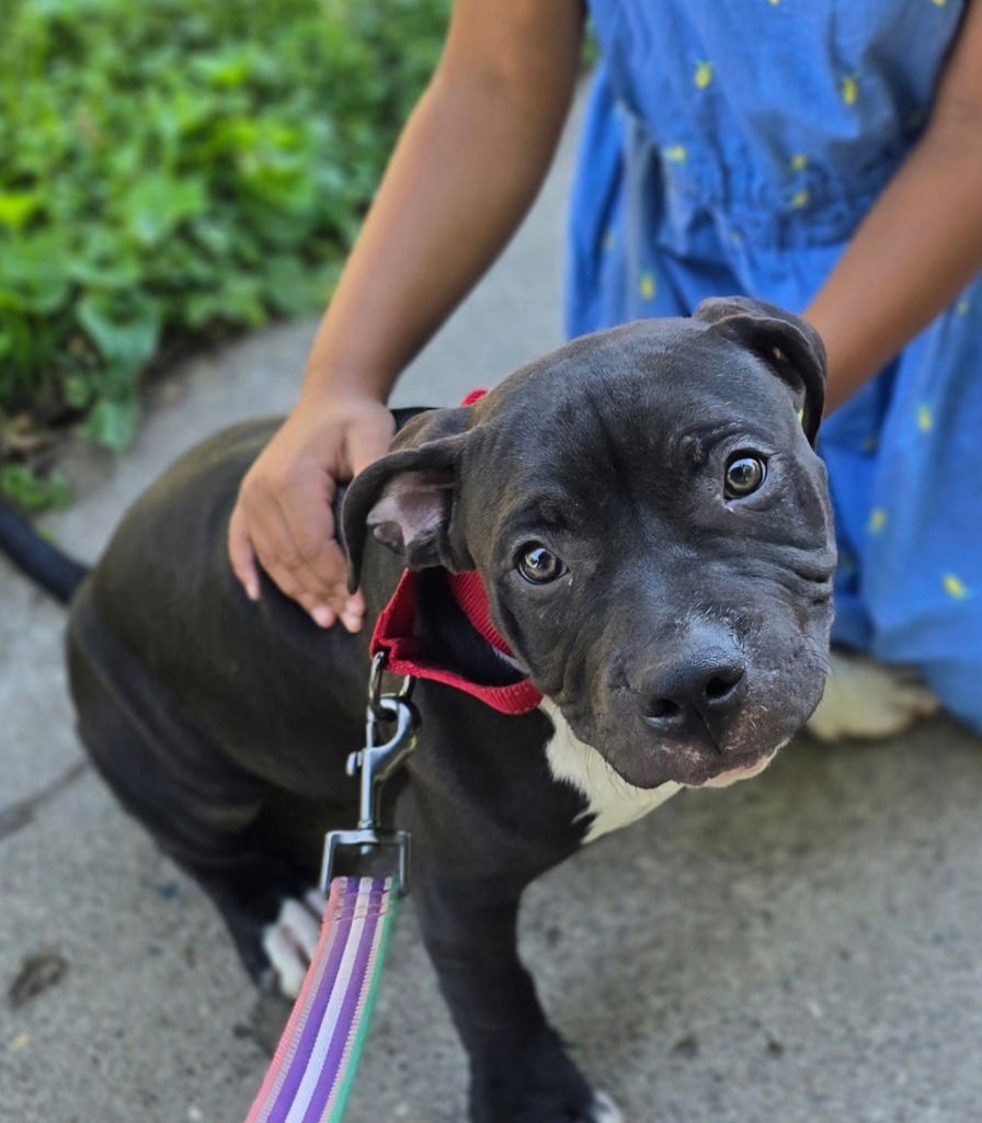 adoptable Dog in Saint Paul, MN named Oreo