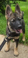 adoptable Dog in , MN named Penelope