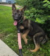 adoptable Dog in , MN named Poppy