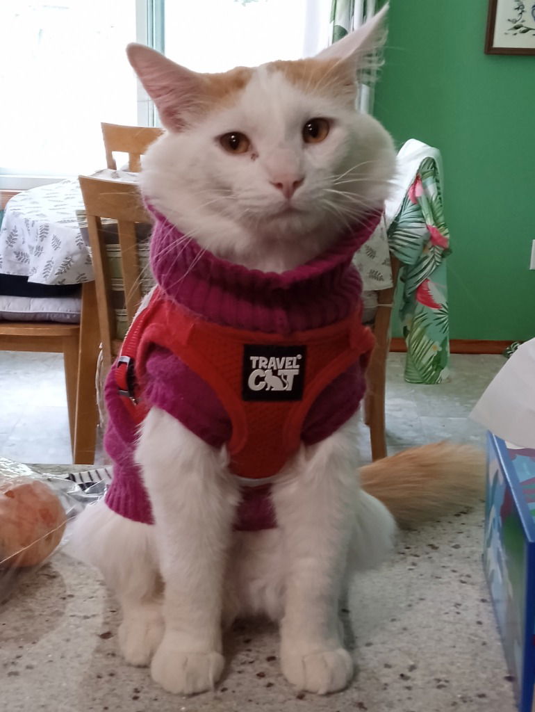 adoptable Cat in Saint Paul, MN named Biscuit