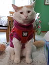 adoptable Cat in  named Biscuit