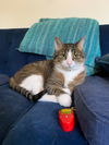 adoptable Cat in  named Oliver