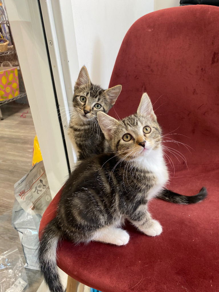 adoptable Cat in Saint Paul, MN named Peat / Repeat