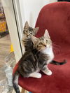 adoptable Cat in  named Peat / Repeat