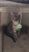 adoptable Cat in  named Storm / Cloud / Smudge