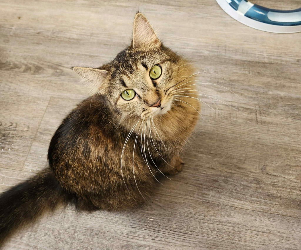 adoptable Cat in Saint Paul, MN named Xerox