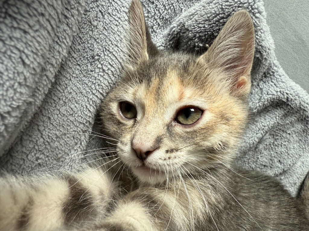 adoptable Cat in Saint Paul, MN named James