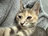 adoptable Cat in  named James