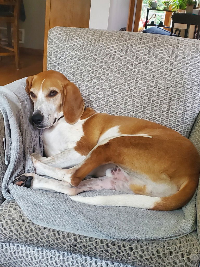 adoptable Dog in Saint Paul, MN named Copper