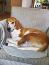 adoptable Dog in  named Copper