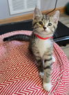 adoptable Cat in  named Capuchin