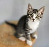 adoptable Cat in  named Loris