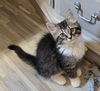 adoptable Cat in  named Tamarin
