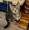 adoptable Cat in  named Gordita - Pending Adoption