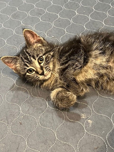 adoptable Cat in Saint Paul, MN named Spicy Queso - Pending Adoption
