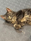 adoptable Cat in  named Spicy Queso - Pending Adoption