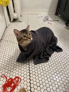 adoptable Cat in  named Stitch - Pending Adoption