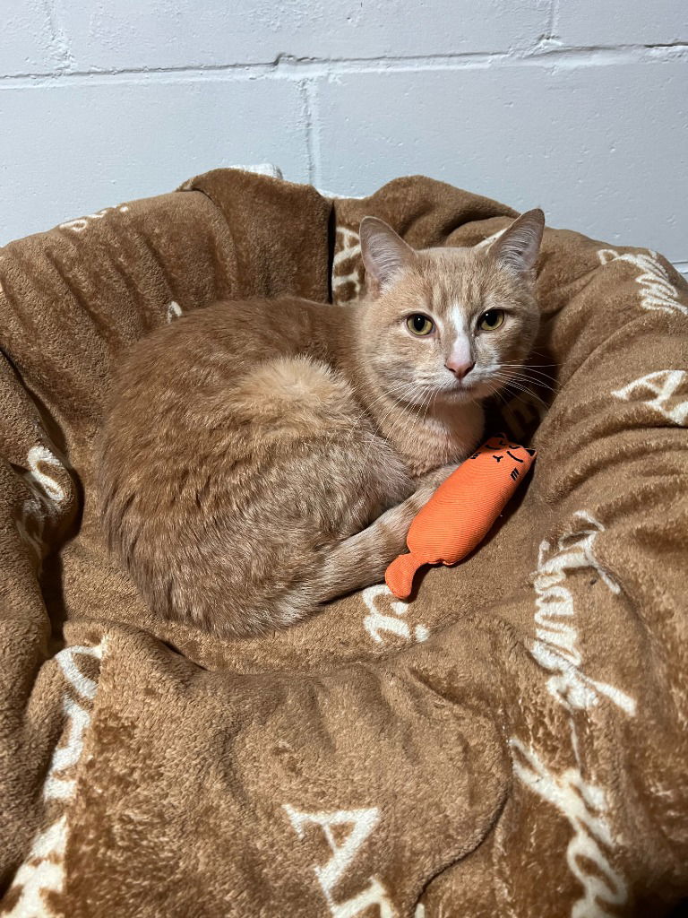 adoptable Cat in Saint Paul, MN named Tomm - Pending Adoption