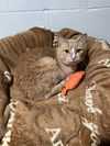 adoptable Cat in  named Tomm - Pending Adoption