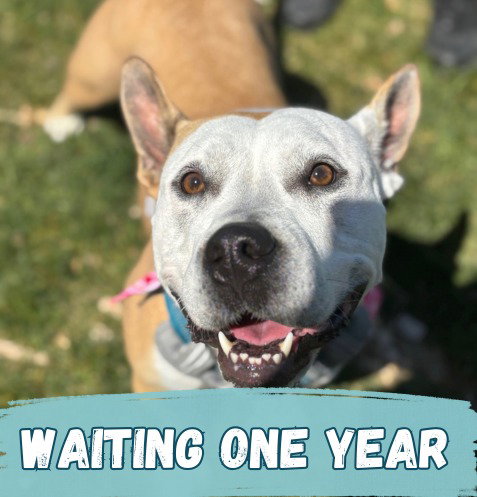 APRILIA - Pit Bull Terrier available for adoption