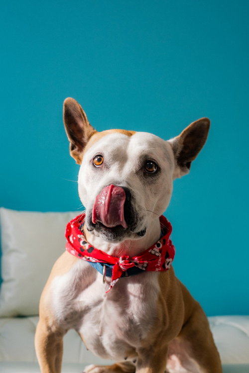 APRILIA - Pit Bull Terrier available for adoption