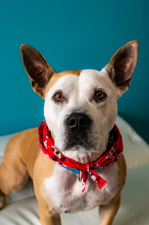 APRILIA - Pit Bull Terrier available for adoption