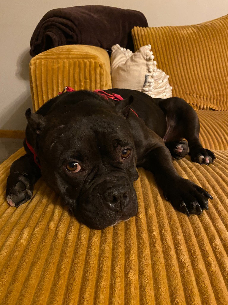 Bug
