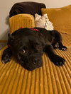 Bug - Photo 1