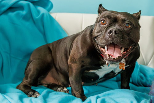 Bug, an adoptable Staffordshire Bull Terrier in St. Paul, MN