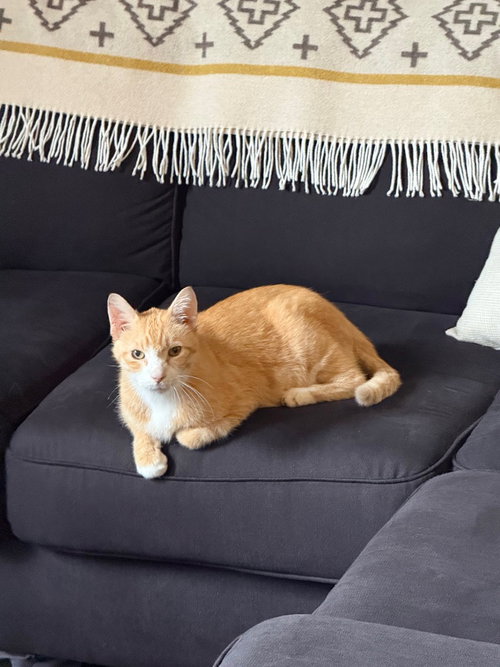 CLAWED - Domestic Short Hair available for adoption