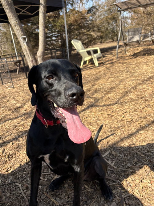 EDDIE - Labrador Retriever available for adoption
